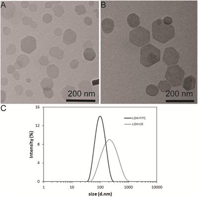 The Pathways for Layered Double Hydroxide Nanoparticles to Enhance Antigen (Cross)-Presentation on Immune Cells as Adjuvants for Protein Vaccines